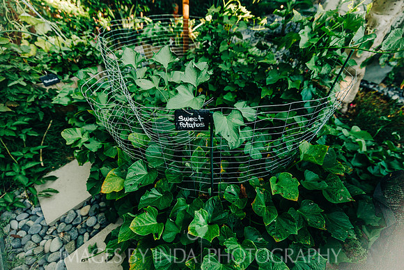 Garden_dinner_27JUL-4633