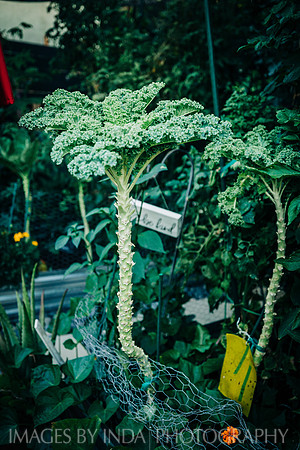 Garden_dinner_27JUL-4613