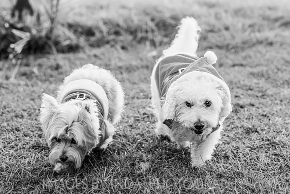 Family_Shoots-1315