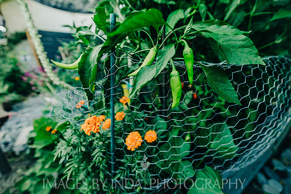 Garden_dinner_27JUL-4627